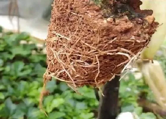 烂根|百香果烂根是什么原因造成的 烂根补救方法