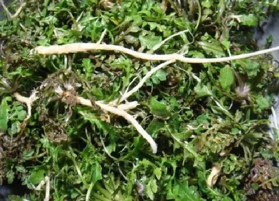 根部|荠菜的根是什么样子的