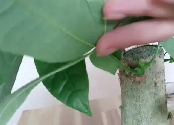 植物修剪|发财树什么时候剪枝最好