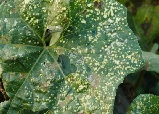 植物病害|丝瓜花叶病症状及防治方法