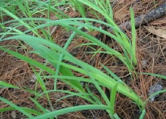 植物百科|和韭菜长得很像的那个叫什么菜（长得像韭菜的植物图片）