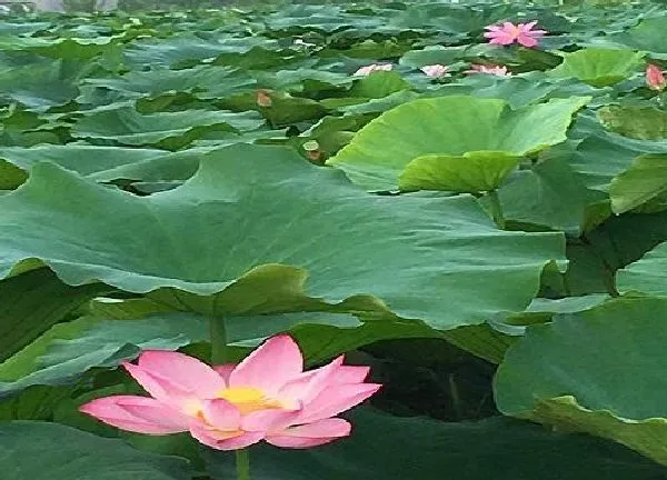 植物发芽|荷花什么时候发芽长叶