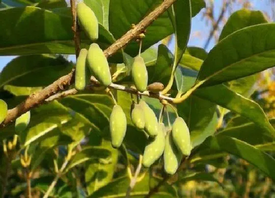 植物施肥|桂花树用什么肥料最好