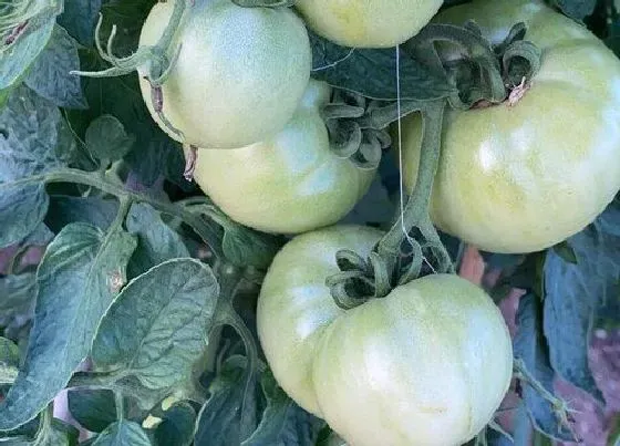 植物播种|种蕃茄什么时候播种合适