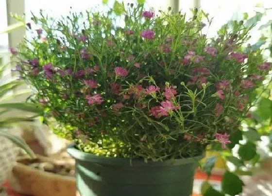 植物种类|十月份草花有哪些品种 花期在9至11月的草本花卉