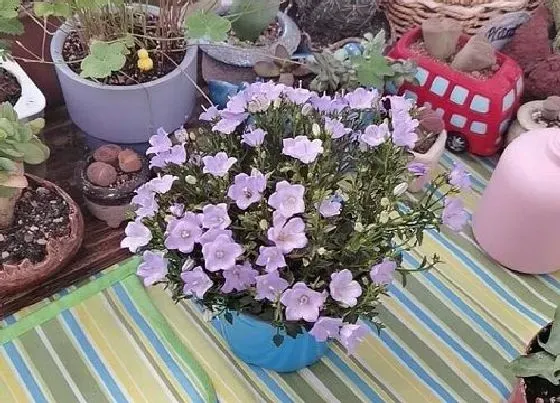 开花时间|丹麦风铃草一年开几次花 花期有多长时间
