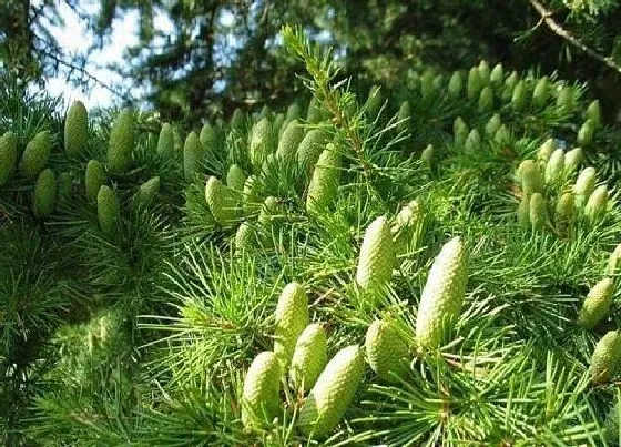 植物种类|雪松是种子植物吗