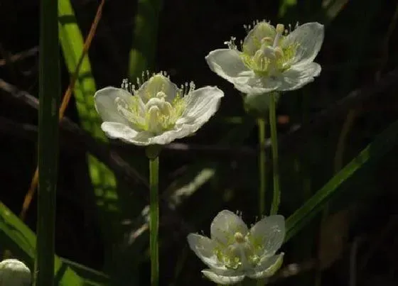 植物毒性|梅花草有毒吗 可以放在室内养吗