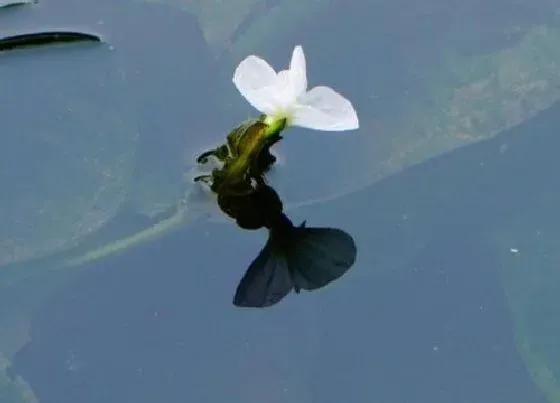 植物百科|龙舌草又叫什么名称