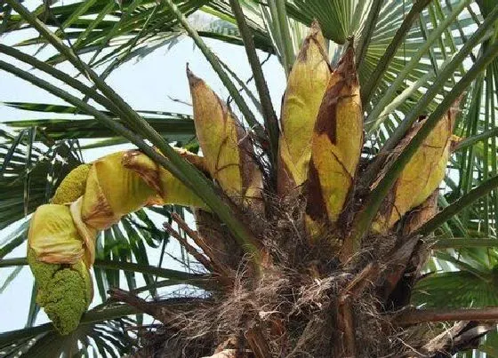 植物百科|棕榈树开花吗 开花什么样子