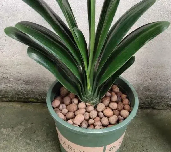植物移栽|君子兰夏天可以换盆吗 夏季换盆方法与注意要点