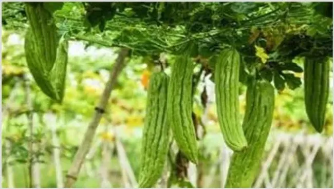 苦瓜反季节种植技术技巧 | 农业科普