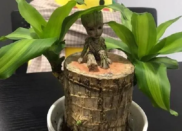 植物换土|巴西木换土时间和方法