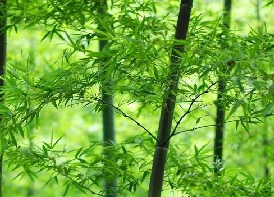 植物种类|竹子是种子植物吗