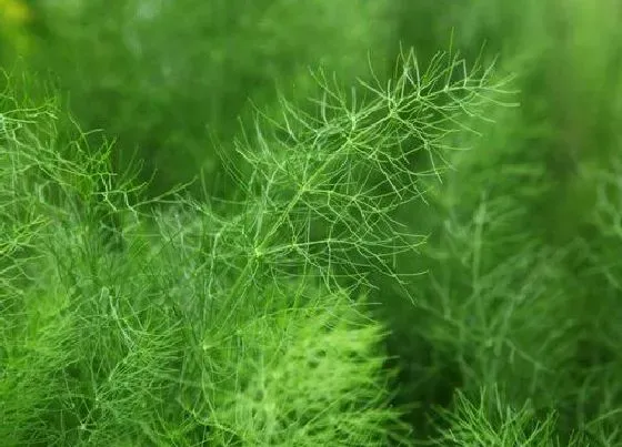 植物百科|茴香是几年生植物