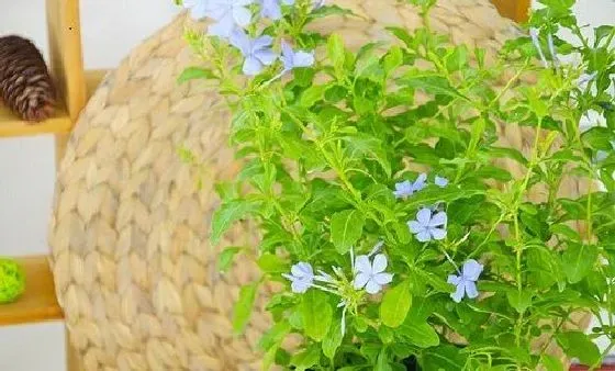 开花时间|蓝雪花一年开几次花 花期月份与时间