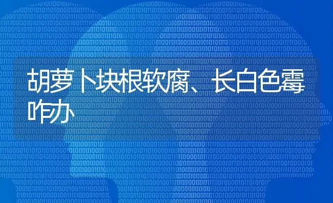 胡萝卜块根软腐、长白色霉咋办 | 蔬菜种植