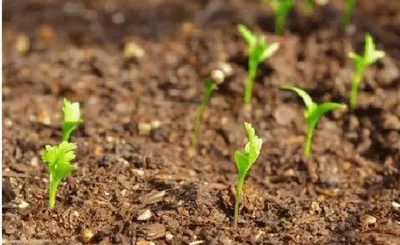 植物播种|蔬菜种子怎么来的 怎么获得