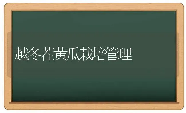 越冬茬黄瓜栽培管理 | 蔬菜种植
