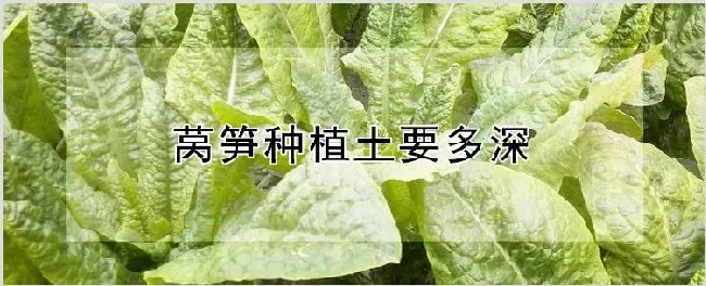 莴笋种植土要多深 | 种植技术