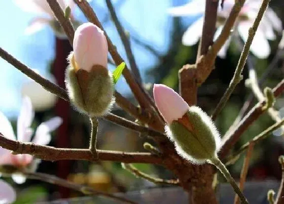 春天植物|白玉兰春天开花吗