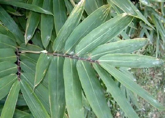 植物百科|箬叶是什么植物的叶子