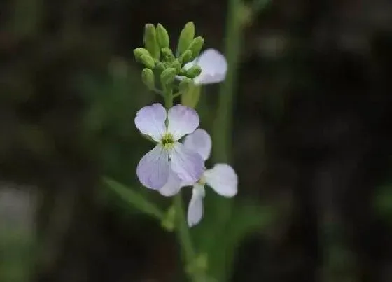颜色花|萝卜的花是什么颜色