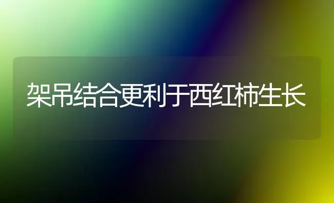 架吊结合更利于西红柿生长 | 蔬菜种植