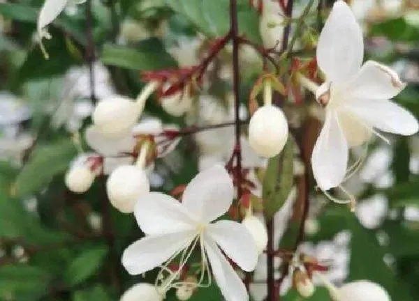 植物浇水|茉莉花多少天浇一次水 茉莉花浇什么水