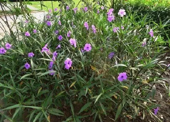 冬天植物|翠芦莉耐寒吗