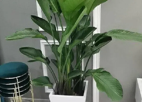 植物浇水|天堂鸟可以浇啤酒水吗