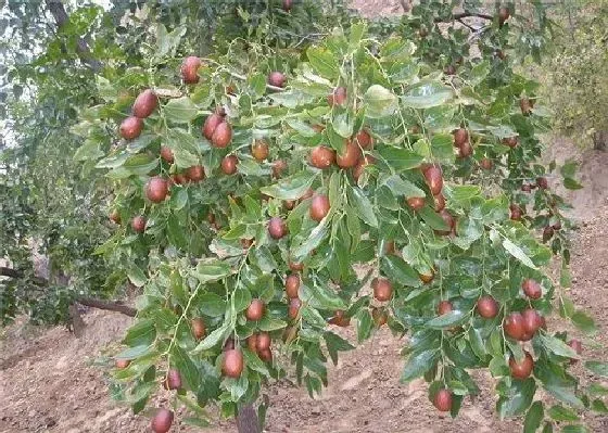 开花时间|黑枣树什么时候开花 开花月份与季节