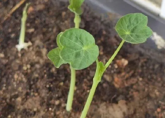 植物播种|旱地莲怎么留种子