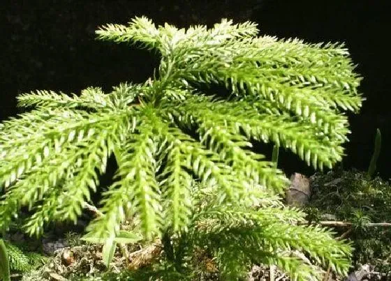 植物百科|石松属于什么植物类型