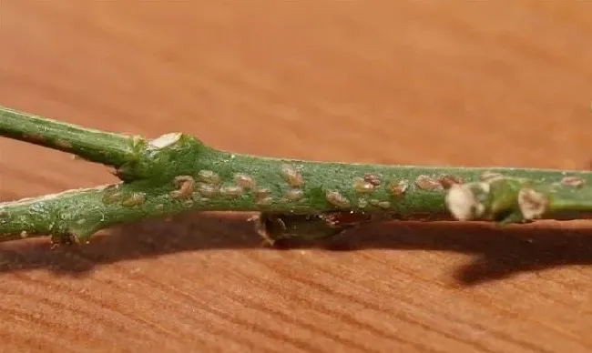 植物虫害|防治蚧壳虫用什么药效果好（土里的蚧壳虫怎样处理最见效）
