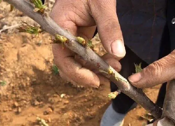 植物发芽|樱桃树芽接最佳时间和技术方法