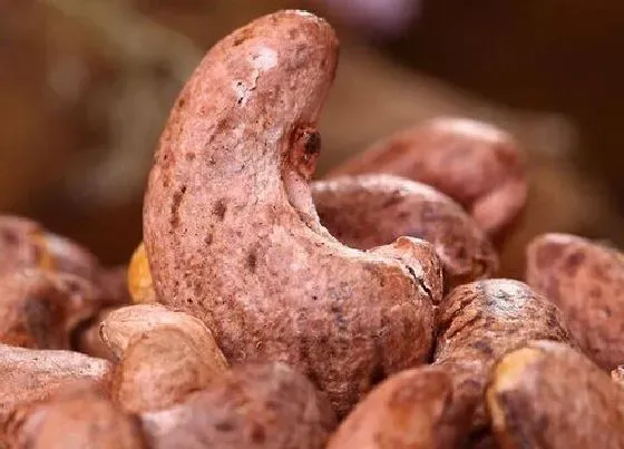 功效常识|腰果的功效与作用及食用方法