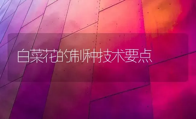 白菜花的制种技术要点 | 蔬菜种植