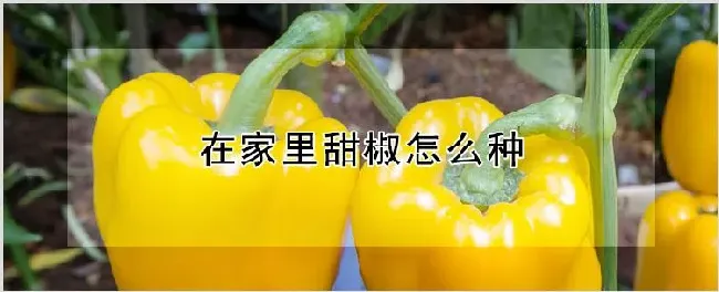 在家里甜椒怎么种 | 农业技术