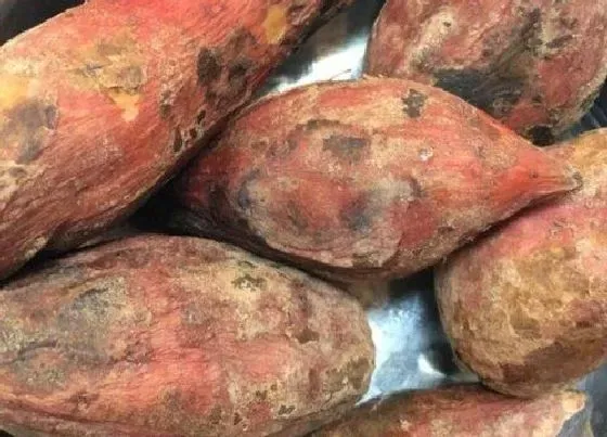 植物虫害|红薯病虫害防治技术与方法措施