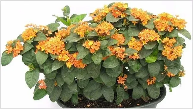 龙船花不开花是咋回事 | 种植技术