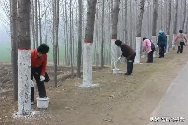 植物百科|路边树上刷白漆起什么作用（树干上为什么要刷白色的漆）