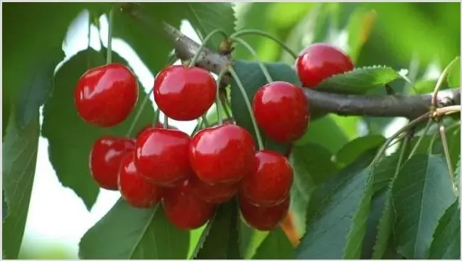 樱桃树冬季冻害症状及防治措施介绍 | 种植病虫害