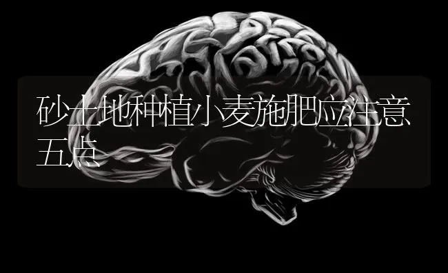 砂土地种植小麦施肥应注意五点 | 粮油作物种植