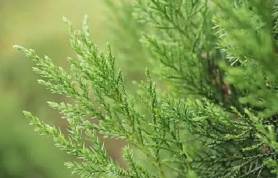 果实科普|侧柏几月开花结果 什么时候开花结果