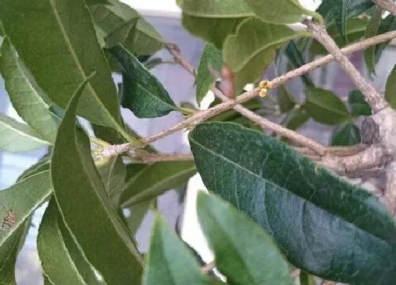 植物修剪|日香桂什么时候剪枝合适