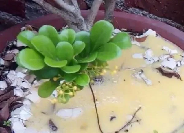 植物浇水|鸡蛋液能浇花吗