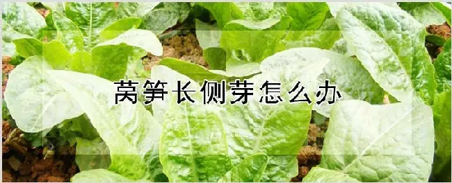 莴笋长侧芽怎么办 | 种植技术