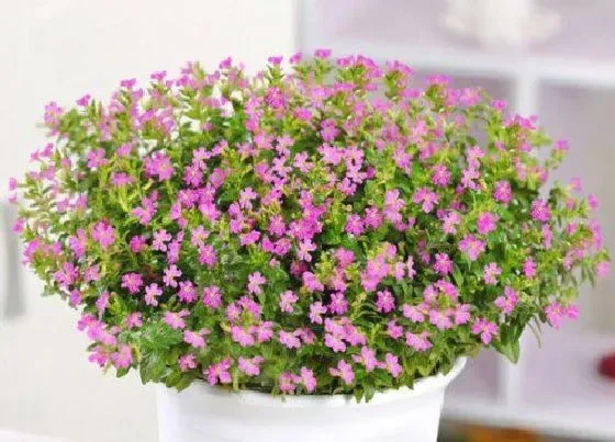 花卉百科|代表无私奉献的花