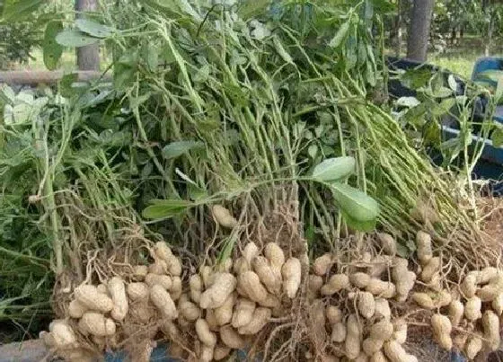 种植方法|北方花生种植时间和方法